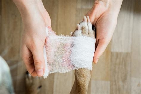 what is safe to put on a dog wound  Step 4: Monitoring for Infection
